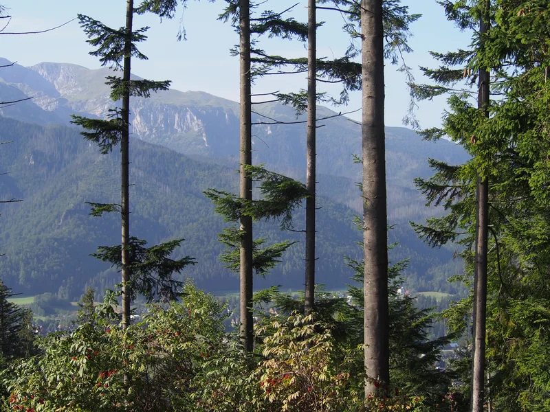 Widok spomiędzy smukłych świerków na Zakopane i masyw Giewontu